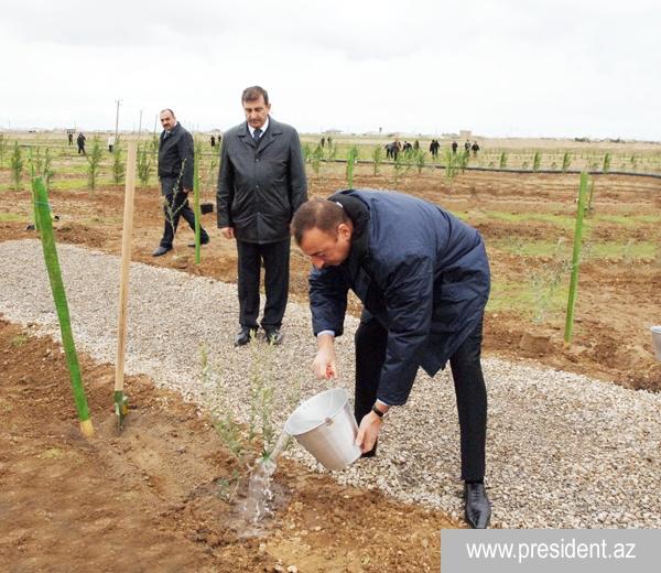 Президент Азербайджана ознакомился с работами по озеленению и посадил дерево [Фото]