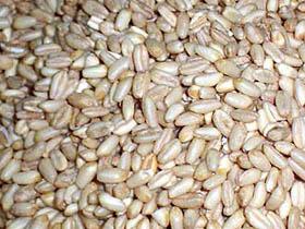 С сегодняшнего дня на импортируемые в Азербайджан зерно и муку будет внедрен НДС