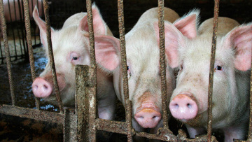 ООН и ВТО осудили запрет на ввоз свинины, введенный в ряде стран