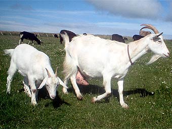 Американские власти заменили газонокосилки козами